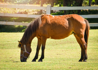 horse farm / the brown red horse field grazing green grass on bright day with fence stable horse