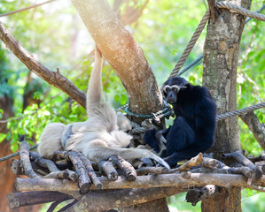 gibbon on tree / hoolock gibbon white and black handed gibbon in the forest