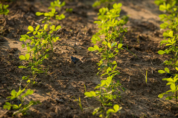 Close up of rows of Peanut plant seedlings