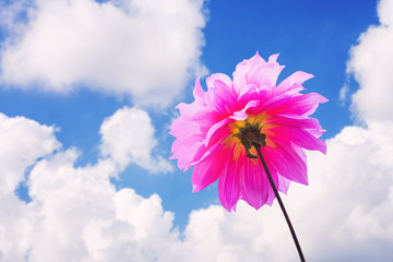 Pink Dahlias in blue sky and cloud nature  ,select focus.