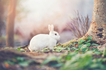 rabbit on nature cute little white rabbit on autumn garden nature background