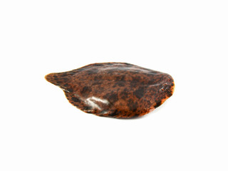 sole fish isolated freshwater sole or river sole fish fresh isolated on white background