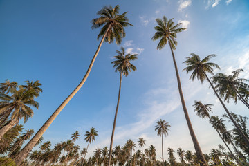 coconut field on the mountain beside Pilay beach Phang Nga.