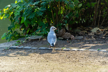 Fototapeta premium Seagull near to the water