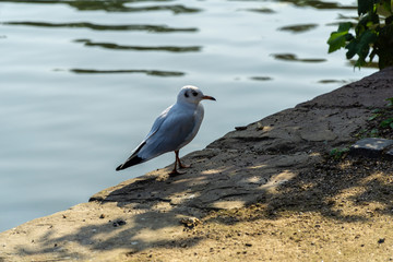 Seagull near to the water