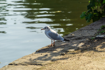 Seagull near to the water