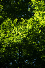 Fototapeta na wymiar Frische grüne Blätter einer Buche im warmen, klare Sonnenschein tief im natürlichen Wald
