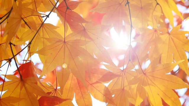 The sun shines through autumn leaves.