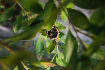 hungry hummingbird chick waiting for mom