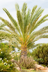Palm Tree in Garden.