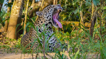 Pantanal Jaguar Yawns