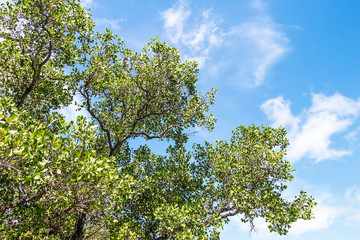Big tree in forest, sky background.