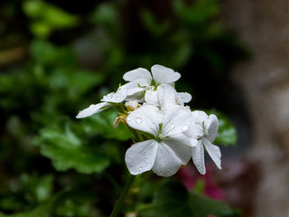 Flowers and plants under the rain