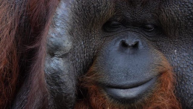 Portrait of Bornean Orangutan Monkey (Pongo Pygmaeus)
