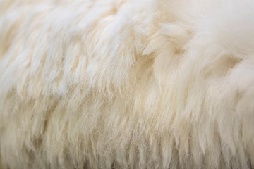 Traditional skin processing at tannery in Scotland