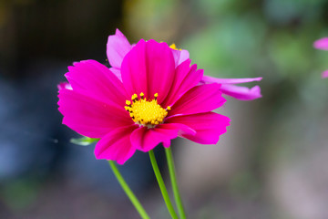 Fototapeta premium pink flower background