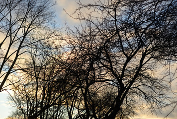 Obraz na płótnie Canvas Trees at sunset.
