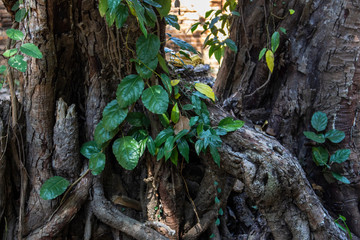 tree root leaf nature closeup background