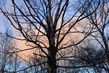 Fototapeta na wymiar Birch tree at sunset.