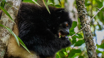 Milne Edwards Sifika Lemur