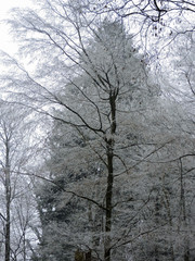 Winter fog in a forest with tall trees in Germany. Dew frosted on the wood during a cold weekend.