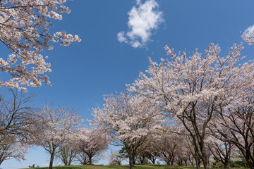満開の桜の丘