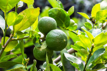 limes tree nature closeup background