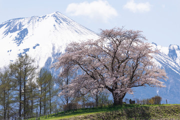 為内の一本桜　岩手山を望む