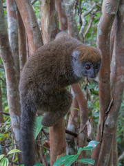 Gray Bamboo Lemur