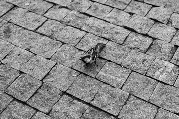 sparrow on stone pavement texture pattern