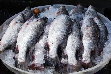 Fresh fish sale in seafood market
