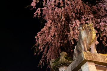 狛犬と桜　夜景