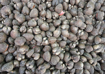 Fresh cockle sale in seafood market, ship scallop sale