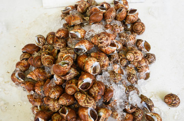Fresh shellfish sale in seafood market, tiger shells