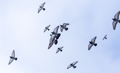 A flock of pigeons in flight against the sky