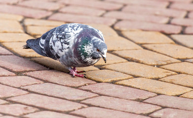 Dove on the road in the city in winter