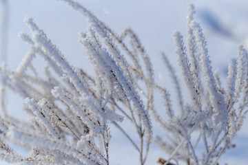 Frozen branches on dry grass in winter