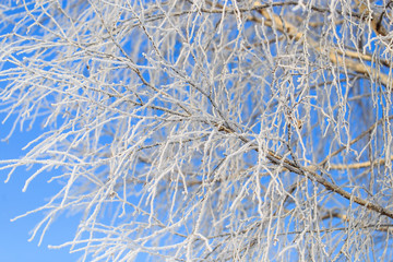 Frozen branches on a tree against a blue sky