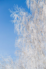 Frozen branches on a tree against a blue sky