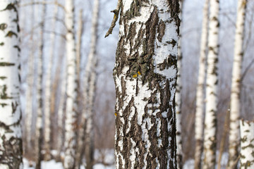 White bark on a birch tree as background