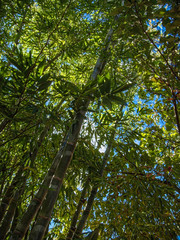 Madagascar Primary Rainforest