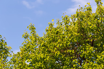 Fototapeta na wymiar Green leaves on a tree branch against the sky