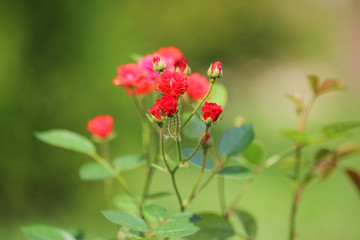 Tiny roses in a garden