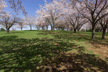 満開の桜の丘