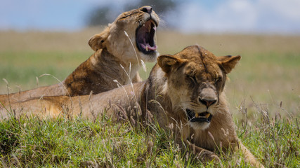 Female Lion Yawns