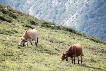 Fototapeta premium A cow in Covadonga lagos National park Picos de Europa, Spain 