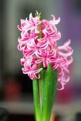 pink white hyacinth
