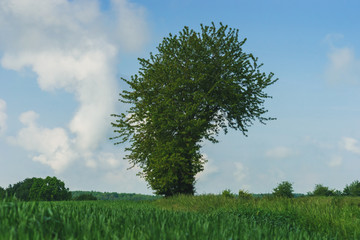 Obraz premium ein großer grüner allein stehender Baum umrahmt von einem saftigen Feld.