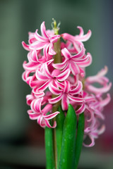 pink white hyacinth
