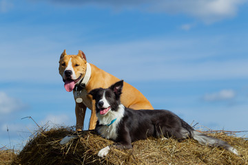 Dogs in the hay. Border Collie and Staffordshire Terrier on hay rolls